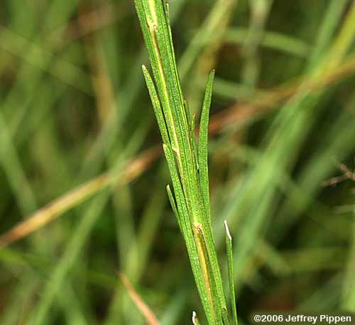 Dense Blazing Star, Gayfeather (Liatris spicata)