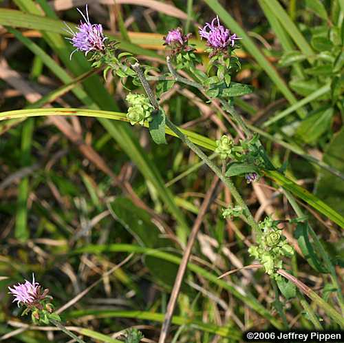 Blazing Star (Liatris sp.)