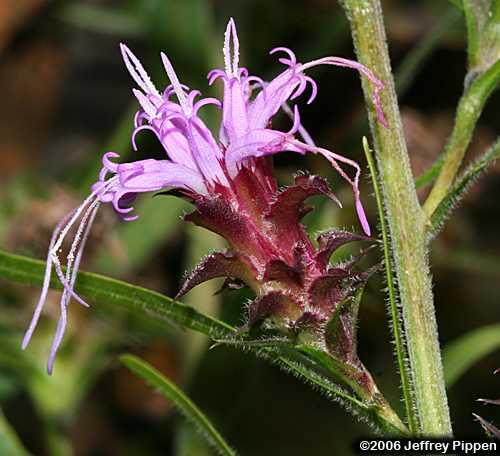 Blazing Star (Liatris sp.)