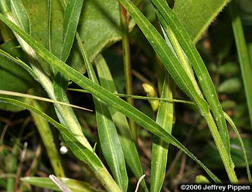 Blazing Star (Liatris sp.)