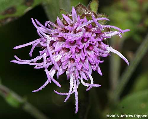 Southern Blazing Star, Appalachian Blazing Star (Liatris squarrulosa)
