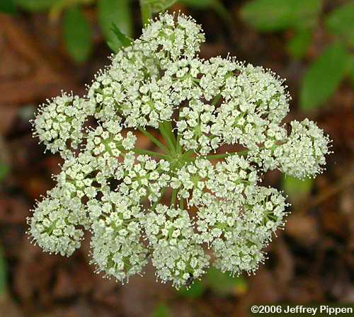 Canadian Licorice-root, American Lovage (Ligusticum canadense)