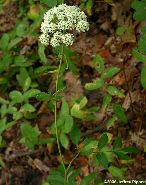 Canadian Licorice-root, American Lovage (Ligusticum canadense)