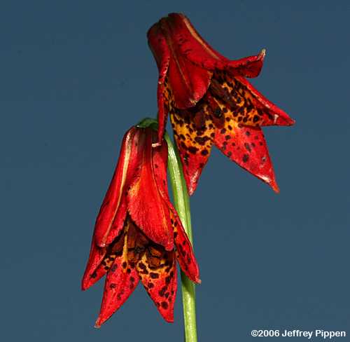 Gray's Lily (Lilium grayi)
