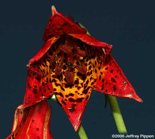 Gray's Lily <B>(Lilium grayi)