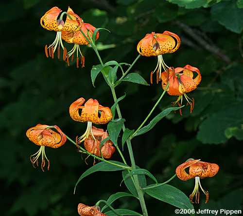Turk's Cap Lily (Lilium superbum)