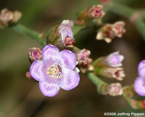 Carolina Sea-lavender (Limonium carolinianum)
