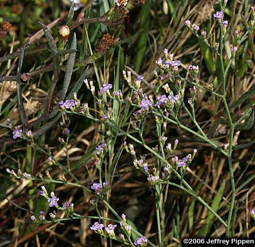 Carolina Sea-lavender (Limonium carolinianum)
