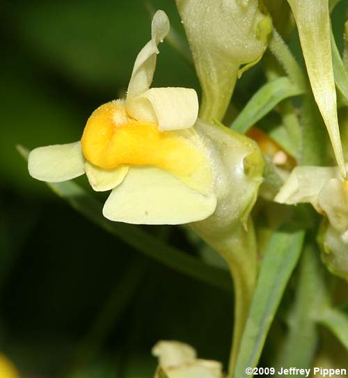 Butter-and-eggs, Yellow Toadflax, Wild-snapdragon (Linaria vulgaris)