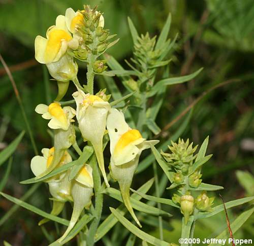 Butter-and-eggs, Yellow Toadflax, Wild-snapdragon (Linaria vulgaris)