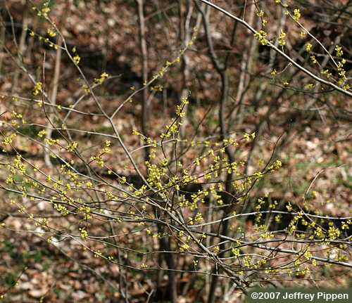 Northern Spicebush (Lindera benzoin)