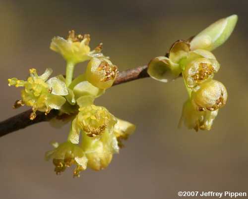 Northern Spicebush (Lindera benzoin var. pubescens)