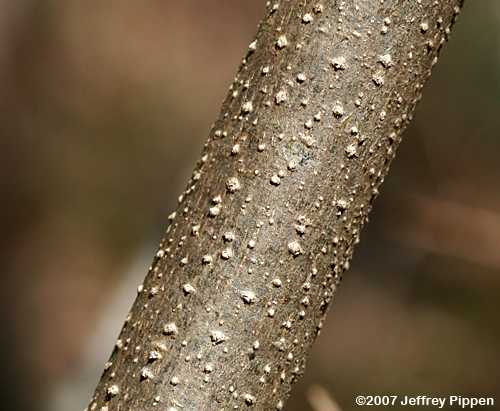 Northern Spicebush (Lindera benzoin var. pubescens)