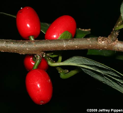 Northern Spicebush (Lindera benzoin var. pubescens)