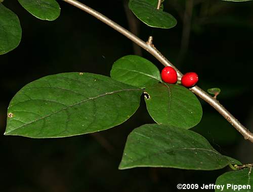 Northern Spicebush (Lindera benzoin var. pubescens)