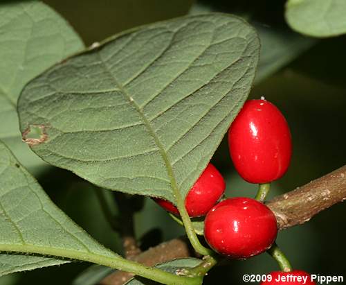 Northern Spicebush (Lindera benzoin var. pubescens)