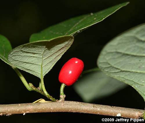 Northern Spicebush (Lindera benzoin var. pubescens)
