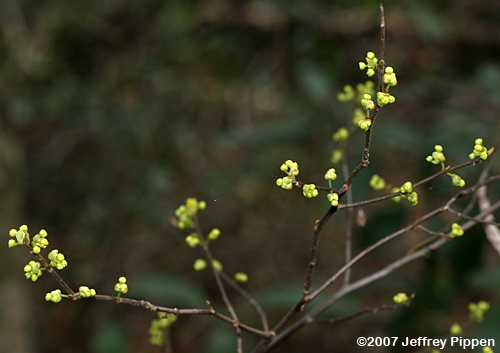 Bog Spicebush (Lindera subcoriacea)