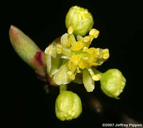 Bog Spicebush (Lindera subcoriacea)