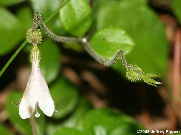 Twinflower (Linnaea borealis)