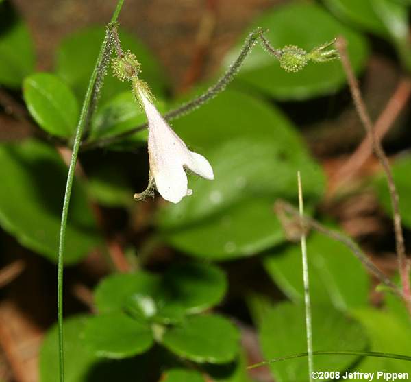 Twinflower (Linnaea borealis)