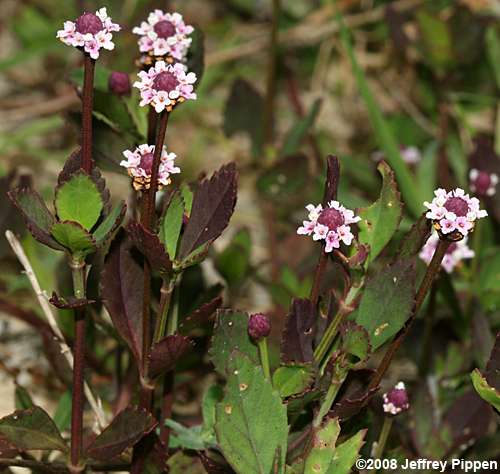 Frogfruit, Fogfruit (Lippia nodiflora, Phyla nodiflora)