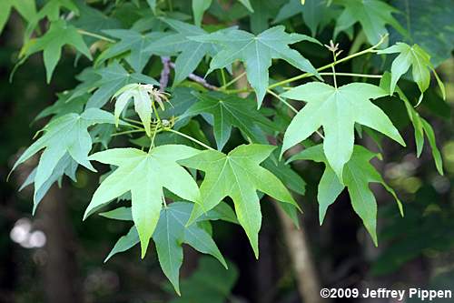 Sweetgum (Liquidambar styraciflua)