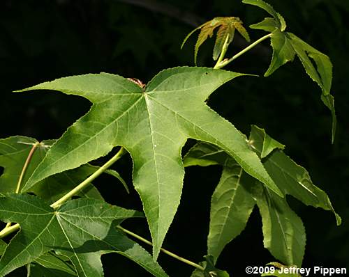 Sweetgum (Liquidambar styraciflua)