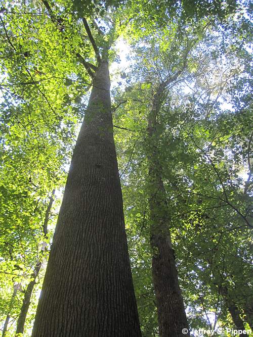 Sweetgum (Liquidambar styraciflua)