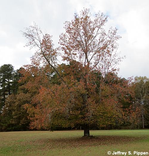 Sweetgum (Liquidambar styraciflua)