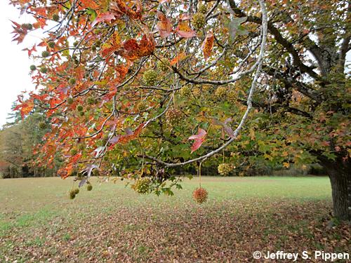Sweetgum (Liquidambar styraciflua)
