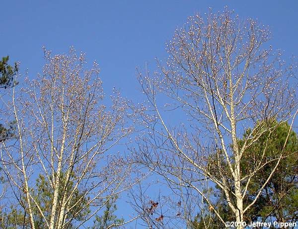 Tuliptree, Yellow-poplar (Liriodendron tulipifera)