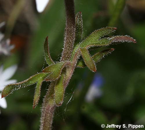 Smallflower Woodland-star (Lithophragma parviflorum)