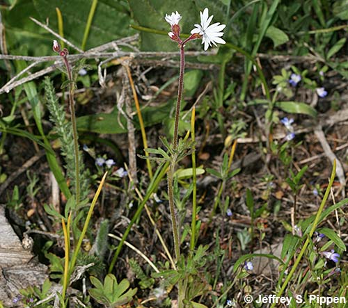 Smallflower Woodland-star (Lithophragma parviflorum)