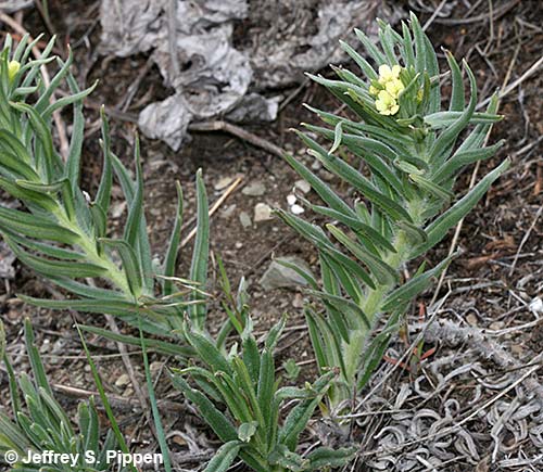 Field Gromwell, Western Stoneseed (Lithospermum ruderale)