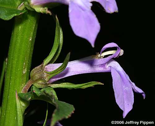 Lobelia