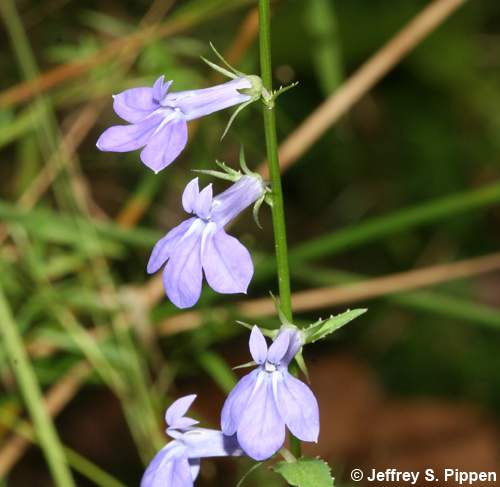 Southern Lobelia (Lobelia georgiana)