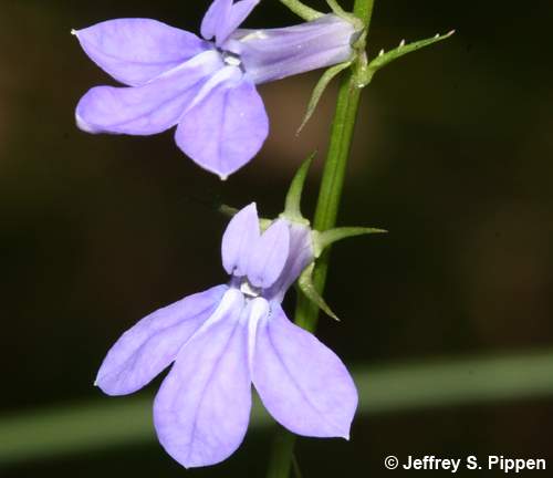 Southern Lobelia (Lobelia georgiana)