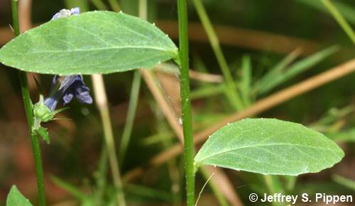 Southern Lobelia (Lobelia georgiana)
