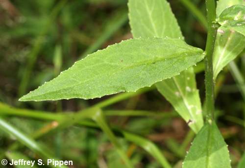 Southern Lobelia (Lobelia georgiana)