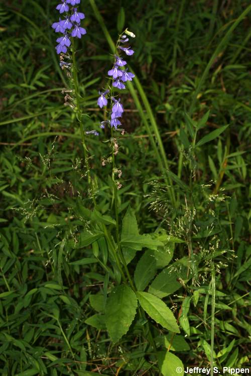 Southern Lobelia (Lobelia georgiana)