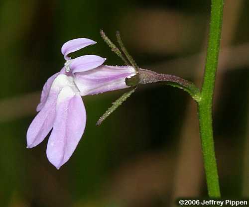 Canby's Lobelia (Lobelia canbyi)