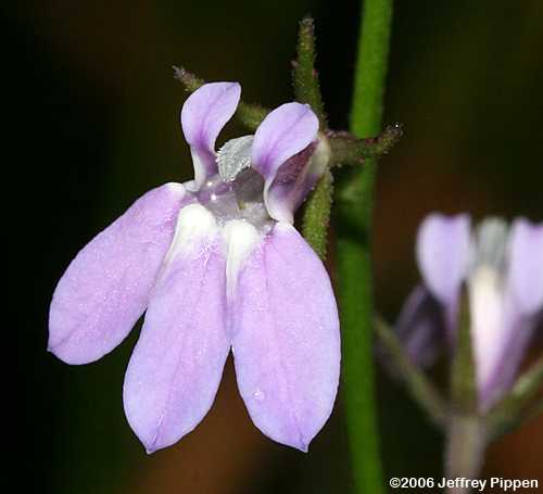 Canby's Lobelia (Lobelia canbyi)
