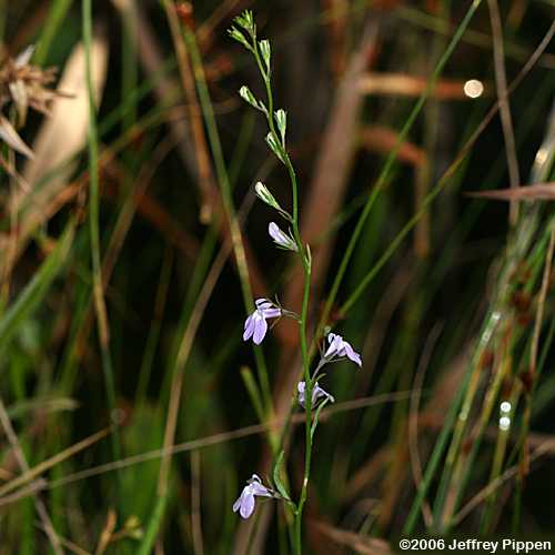 Canby's Lobelia (Lobelia canbyi)