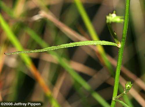 Canby's Lobelia (Lobelia canbyi)