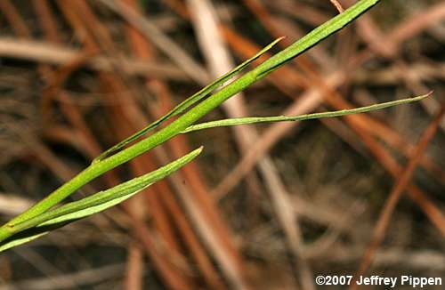 Canby's Lobelia (Lobelia canbyi)
