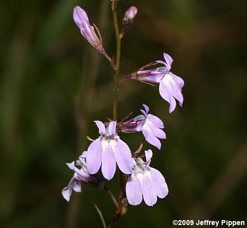 Canby's Lobelia (Lobelia canbyi)