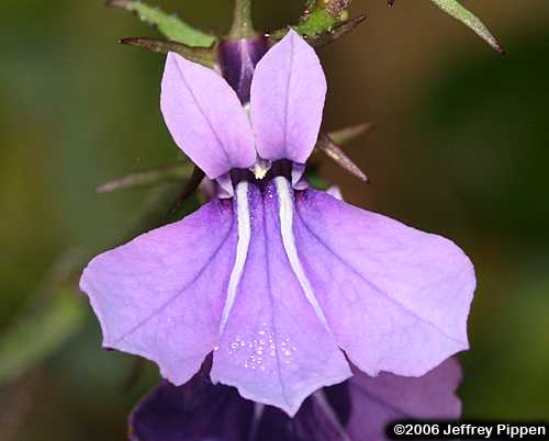 Longleaf Lobelia (Lobelia elongata)