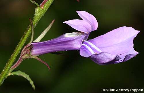 Longleaf Lobelia (Lobelia elongata)