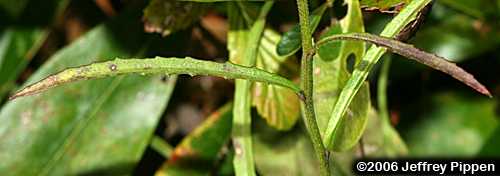 Longleaf Lobelia (Lobelia elongata)